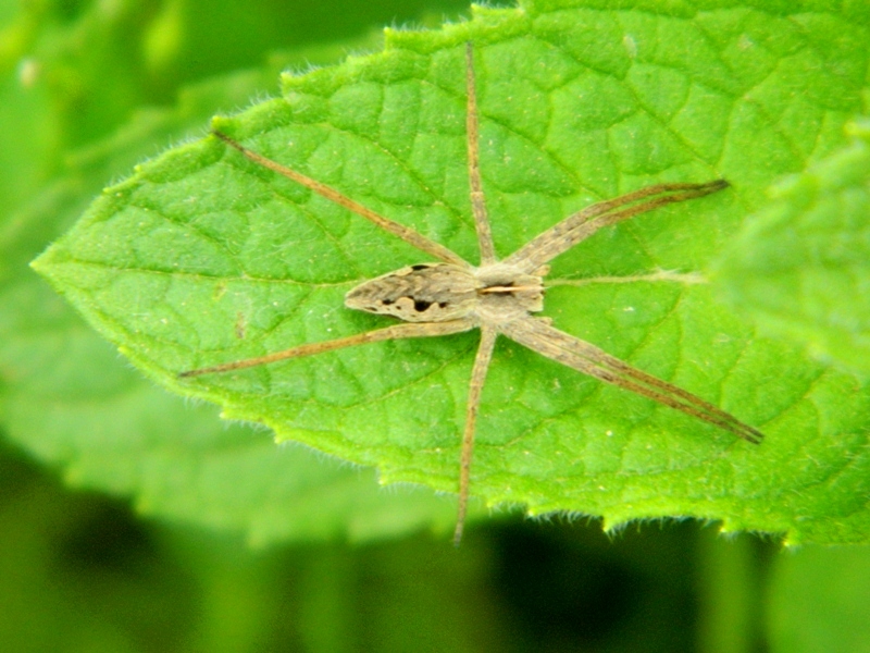 Sfilata di Pisaura sp. - Viadana (MN)